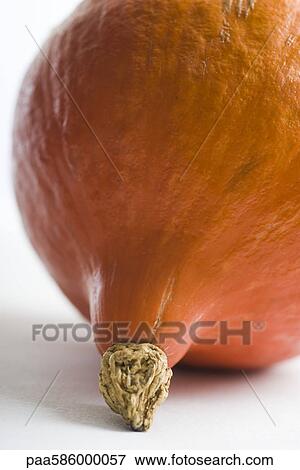 Winter squash 'Potimarron' View Large Photo Image Stock Photo - Winter squash 'Potimarron'. Fotosearch