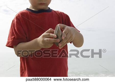 Picture - Boy examining clam shell at the beach. Fotosearch
