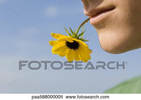 Male holding flower in mouth View Large Photo Image Stock Photography - Male holding flower in mouth. Fotosearch