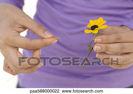 Picking petals from flower View Large Photo Image Stock Image - Picking petals from flower. Fotosearch