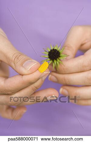 Picking petals from flower View Large Photo Image Stock Image - Picking petals from flower. Fotosearch