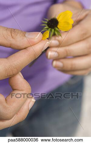Picking petals from flower View Large Photo Image Stock Photograph - Picking petals from flower. Fotosearch