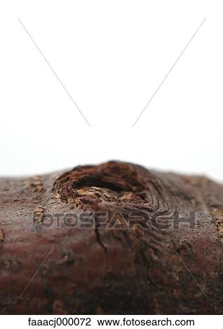 bark, treebark, wood, knot, knots, texture, textures View Large Photo Image Stock Image - bark, treebark, wood, knot, knots, texture, textures. Fotosearch