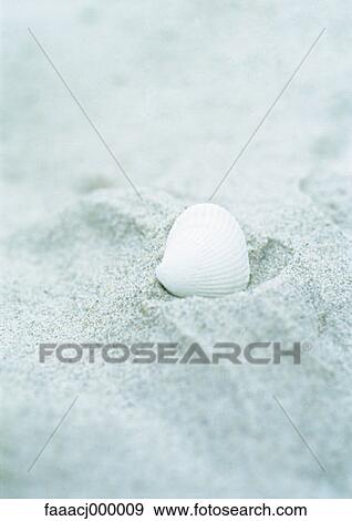 beach, sand, cockle, seashell, seashells, close-up, close shot View Large Photo Image Stock Photo - beach, sand, cockle, seashell, seashells, close-up, close shot. Fotosearch
