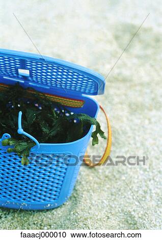beach, seaweed, seaweeds, algae, algaes, sand, basket View Large Photo Image Stock Image - beach, seaweed, seaweeds, algae, algaes, sand, basket. Fotosearch