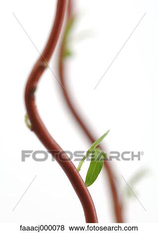 branch, branches, leaf, leaves, willow tree, willow, plant View Large Photo Image Stock Photo - branch, branches, leaf, leaves, willow tree, willow, plant. Fotosearch