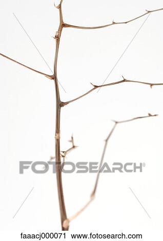 branch, branches, plant, plants, twig, twigs, wood View Large Photo Image Stock Image - branch, branches, plant, plants, twig, twigs, wood. Fotosearch