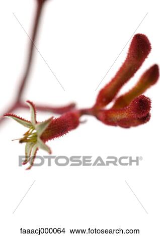 Picture - flower, flowers, flower head, flower kangaroo paws, kangaroo paw flower, anigozanthus, nature. Fotosearch
