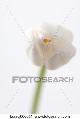 flower, flowers, flower head, flower tulip, tulips, white, nature View Large Photo Image Stock Image - flower, flowers, flower head, flower tulip, tulips, white, nature. Fotosearch