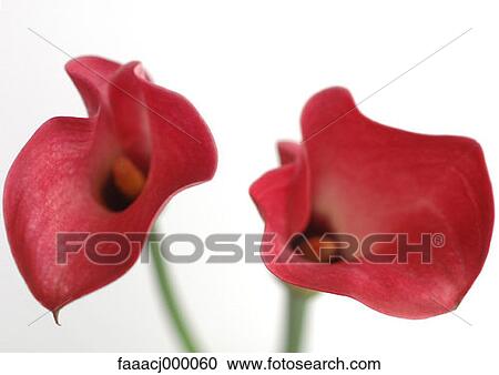 Stock Image - flower, flowers, flower head, flower calla lily, calla lilies, arum lily, arum lilies. Fotosearch