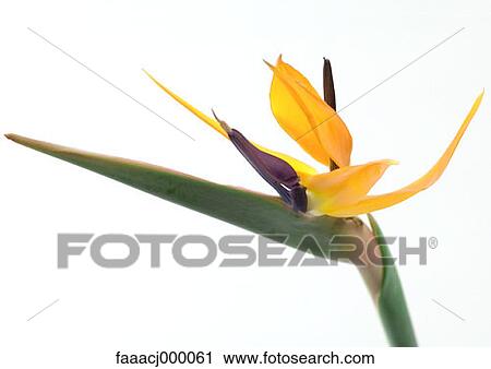 flower, flowers, flower head, flower bird of paradise, bird of paradise flower, nature, beauty in nature View Large Photo Image Stock Image - flower, flowers, flower head, flower bird of paradise, bird of paradise flower, nature, beauty in nature. Fotosearch