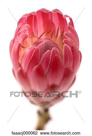 Stock Image - flower, flowers, flower head, flower protea, protea flower, nature, beauty in nature. Fotosearch