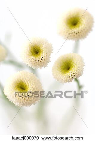 Stock Image - flower, flowers, flower head, flower white, camomile, camomiles, chamomile. Fotosearch