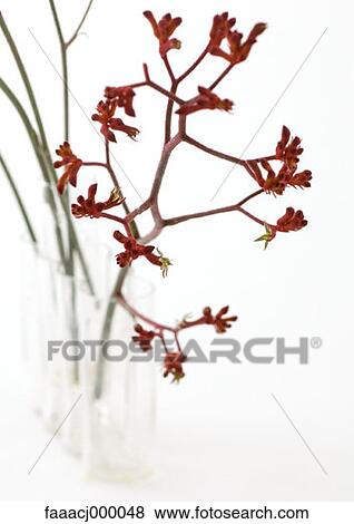 flower, flowers, flower head, flower kangaroo paws, kangaroo paw flower, anigozanthus, nature View Large Photo Image Stock Photo - flower, flowers, flower head, flower kangaroo paws, kangaroo paw flower, anigozanthus, nature. Fotosearch