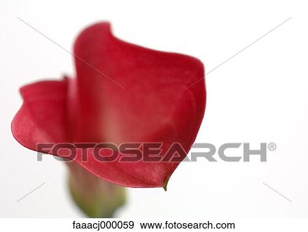 Stock Photo - flower, flowers, flower head, flower calla lily, calla lilies, arum lily, arum lilies. Fotosearch