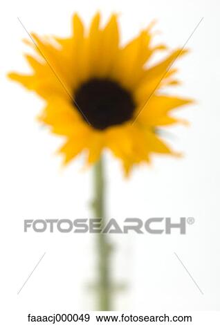 Stock Photo - flowering, flower, flowers, flower head, flower sunflower, sunflowers, nature. Fotosearch