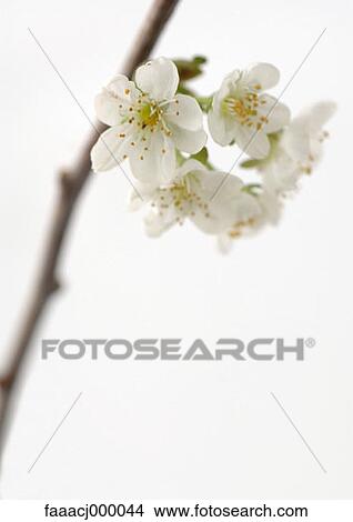 flowering, white, tree in blossom, blossom, blossom, blossoms, in blossom View Large Photo Image Picture - flowering, white, tree in blossom, blossom, blossom, blossoms, in blossom. Fotosearch