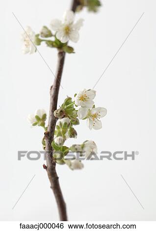 Stock Photograph - flowering, white, tree in blossom, blossom, blossom, blossoms, in blossom. Fotosearch