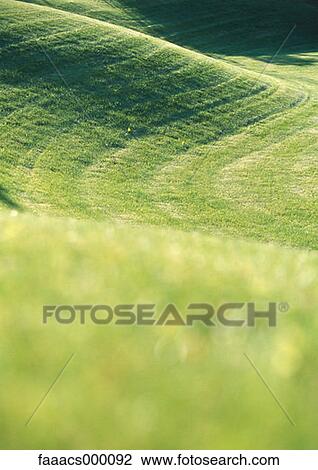 grass, green, greens, golfgreen, golf green, golf greens, course View Large Photo Image Stock Image - grass, green, greens, golfgreen, golf green, golf greens, course. Fotosearch