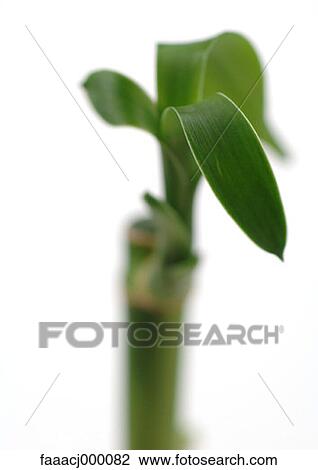 leaf, leaves, plant, plants, bamboo, bamboos, nature View Large Photo Image Stock Image - leaf, leaves, plant, plants, bamboo, bamboos, nature. Fotosearch