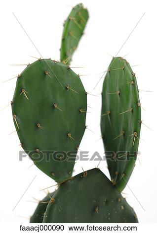 Stock Image - leaf, leaves, plant, plants, cactus, cacti, cactuses. Fotosearch