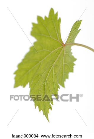 leaf, leaves, plant, plants, grape leaf, grape leaves, nature View Large Photo Image Picture - leaf, leaves, plant, plants, grape leaf, grape leaves, nature. Fotosearch