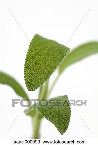 Stock Image - leaf, leaves, plant, plants, herbs, herb, spices. Fotosearch