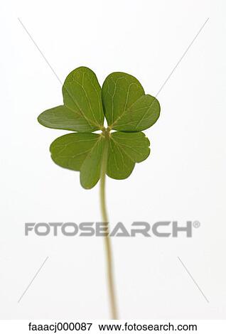 Stock Photo - leaf, leaves, plant, plants, lucky charm, lucky chclover, clovers. Fotosearch