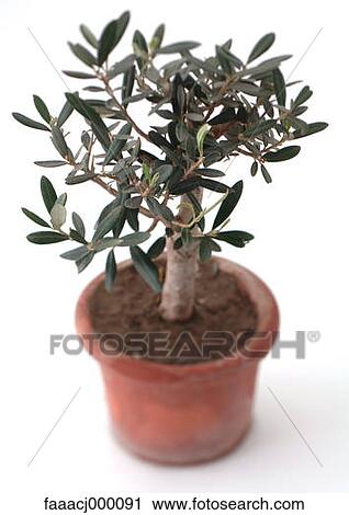Stock Image - leaf, leaves, tree, trees, olive tree, olive trees, plant. Fotosearch