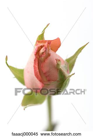 Stock Photography - pink, bud, buds, flower, flowers, flower head, flower rose. Fotosearch