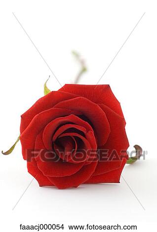 red, flower, flowers, flower head, flower rose, roses, nature View Large Photo Image Picture - red, flower, flowers, flower head, flower rose, roses, nature. Fotosearch