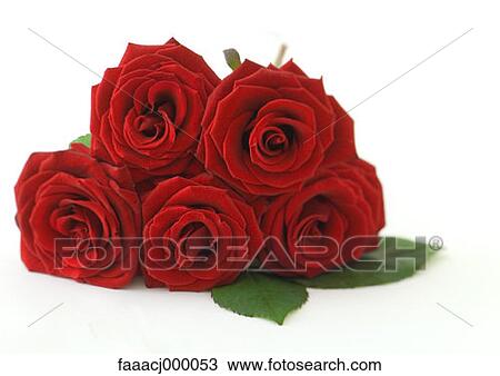 red, flower, flowers, flower head, flower rose, roses, bouquet View Large Photo Image Stock Image - red, flower, flowers, flower head, flower rose, roses, bouquet. Fotosearch