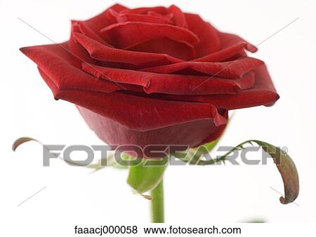 Stock Photo - red, flower, flowers, flower head, flower rose, roses, nature. Fotosearch