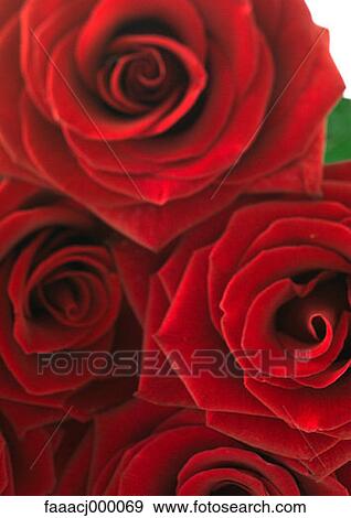 Stock Photo - red, flower, flowers, flower head, flower rose, roses, bouquet. Fotosearch