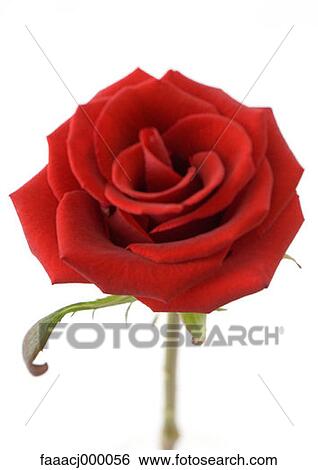 red, flower, flowers, flower head, flower rose, roses, nature View Large Photo Image Stock Photograph - red, flower, flowers, flower head, flower rose, roses, nature. Fotosearch