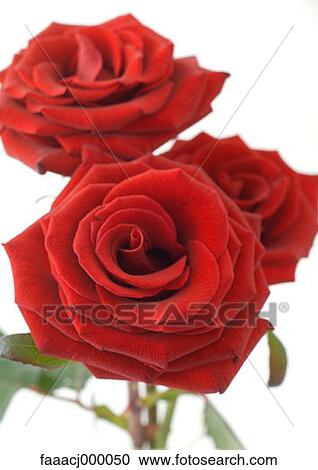 red, flowering, flower, flowers, flower head, flower rose, roses View Large Photo Image Stock Image - red, flowering, flower, flowers, flower head, flower rose, roses. Fotosearch