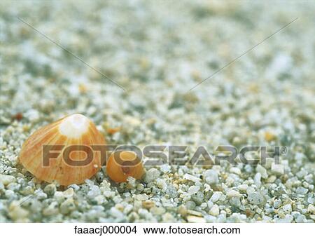 sand, seashell, seashells, limpet, limpets, background, backgrounds View Large Photo Image Picture - sand, seashell, seashells, limpet, limpets, background, backgrounds. Fotosearch