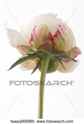 Stock Photography - stem, stems, stalk, stalks, flower, flowers, flower head. Fotosearch