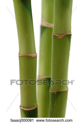 stem, stems, stalk, stalks, plant, plants, bamboo View Large Photo Image Stock Image - stem, stems, stalk, stalks, plant, plants, bamboo. Fotosearch