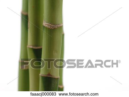 stem, stems, stalk, stalks, plant, plants, bamboo View Large Photo Image Stock Image - stem, stems, stalk, stalks, plant, plants, bamboo. Fotosearch