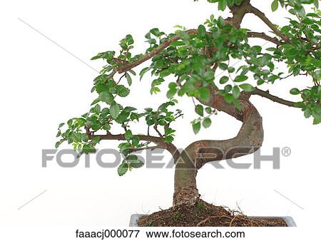 Stock Photo - tree, trees, plant, plants, bonsai, bonsais, japan. Fotosearch