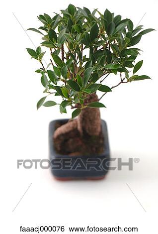 tree, trees, plant, plants, potted plant, potted plants, bonsai View Large Photo Image Stock Photograph - tree, trees, plant, plants, potted plant, potted plants, bonsai. Fotosearch