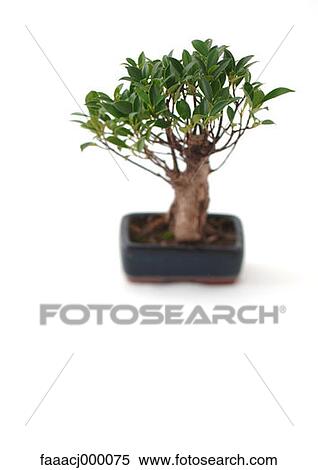 tree, trees, plant, plants, potted plant, potted plants, bonsai View Large Photo Image Stock Photography - tree, trees, plant, plants, potted plant, potted plants, bonsai. Fotosearch