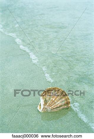 Stock Photograph - water, sea, beach, scallop, seashell, seashells, water's edge. Fotosearch