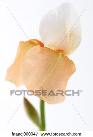 white, orange, flowering, petal, petals, flower, flowers View Large Photo Image Stock Photo - white, orange, flowering, petal, petals, flower, flowers. Fotosearch