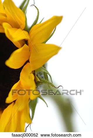 yellow, flower, flowers, flower head, flower sunflower, sunflowers, nature View Large Photo Image Stock Image - yellow, flower, flowers, flower head, flower sunflower, sunflowers, nature. Fotosearch