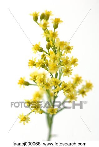 yellow, flower, flowers, flower head, flower nature, beauty in nature, close-up View Large Photo Image Stock Photo - yellow, flower, flowers, flower head, flower nature, beauty in nature, close-up. Fotosearch