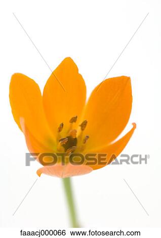 yellow, orange, flower, flowers, flower head, flower nature, beauty in nature View Large Photo Image Stock Photograph - yellow, orange, flower, flowers, flower head, flower nature, beauty in nature. Fotosearch