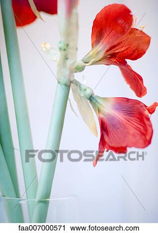 Amaryllis View Large Photo Image Stock Image - Amaryllis. Fotosearch