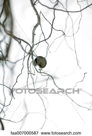 Christmas decoration on tree, close-up View Large Photo Image Stock Photo - Christmas decoration on tree, close-up. Fotosearch